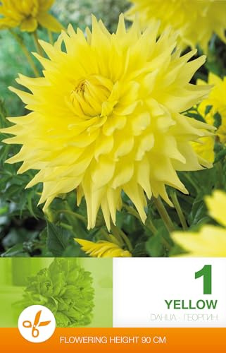 AGRONOM | DAHLIEN - YELLOW | Mehrjährige Blumenzwiebeln | Gelb Blumen | Werden in Blumengärten, Töpfen angebaut, in blühenden Rasenflächen | 1 Blumenzwiebel