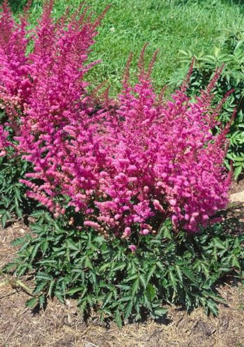 Astilbe 'Veronica Klose' im Topf Astilbe chinensis winterhart mehrjährig | Rosa Blütenrispen Juli-August, buschiger Wuchs 60-80 cm, halbschattig bis schattig, Staudenbeet, winterhart bis -28 °C