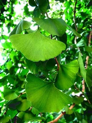 Semi di albero di ginkgo biloba freschi 10 pezzi Generico per piantare verde 4