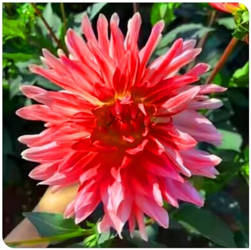 Bellissime dalie, adatte per la decorazione del giardino in tutti i luoghi, fioriscono in tutte le stagioni - bulbi resistenti al freddo, perenni-10bulbi-D