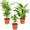 3x Zimmerpflanzenmischung – Spathiphyllum-Clusia-Chamaedorea – Desodorierend – ⌀12 cm – 20-45 cm
