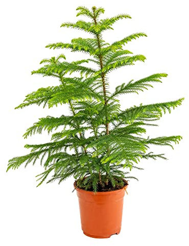 Bonplants Araucaria heterophylla, Pino di Norfolk, Alberello Longevo, Vaso 19, h 75 cm