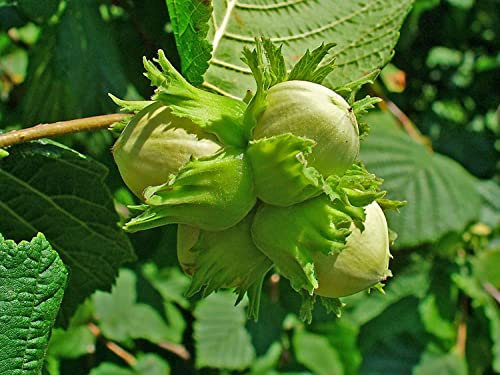 Gemeine Hasel Corylus avellana Pflanze 25-30cm Haselnuss Haselnussstrauch