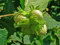 Gemeine Hasel Corylus avellana Pflanze 25-30cm Haselnuss Haselnussstrauch