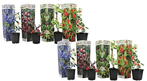 Plant in a Box - Smoothie-Mix 8 - Goji Preiselbeere Heidelbeere Kiwi - Topf 9cm - Höhe 25-40cm