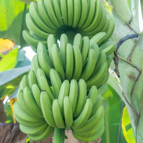 50 pcs bananenbaum winterhart samen kübelpflanzen winterhart seltene pflanzen bananen samen - Musa Basjoo - extrem winterharte kübelpflanzen biosaatgut exotische pflanzen winterhart