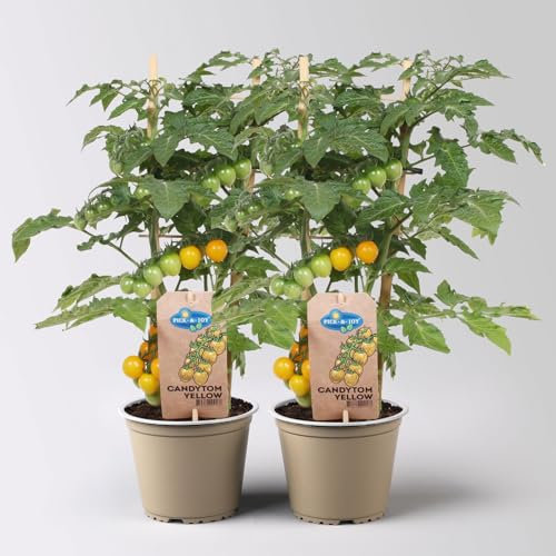 Tomatenpflanzen 'Pick-&-Joy® Candytom Yellow', Topf-Ø 14 cm, 2 Pflanzen