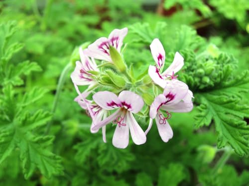 Pelargonium graveolens/Géranium au parfum de rose/Conteneur de 3 à 4 litres/Vivace Odorante