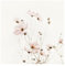 Bilderwelten Fototapete Blumen 240cm x 240cm Modern Natur Cosmea Beige Blumentapete Vliestapete Tapete Wanddeko Ideen Wohnzimmer Schlafzimmer Küche