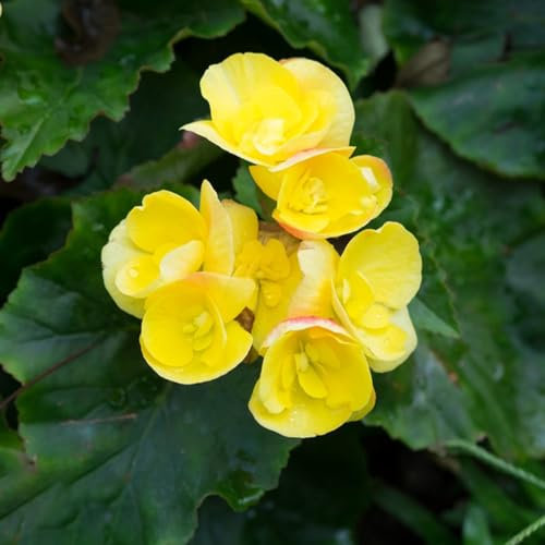 10 pcs eisbegonien samen begonia, garten blumen winterhart, zimmerpflanzen samen begonie samen saatgut, winterharte kübelpflanzen garten hochbeet, steingarten pflanzen kräuter samen,