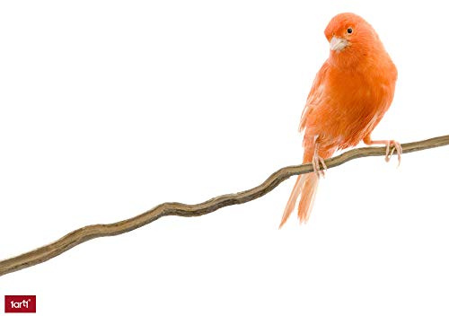 1art1 Vögel Kanarienvogel Wand-Tattoo | Deko Wandaufkleber für Wohnzimmer Kinderzimmer Küche Bad Flur | Wandsticker für Tür Wand Möbel/Schrank 36x22 cm