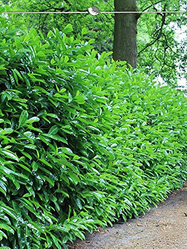 Kirschlorbeer Novita 40-60 cm im Topf. 30x Lorbeerkirsche. Grüne Heckenpflanze