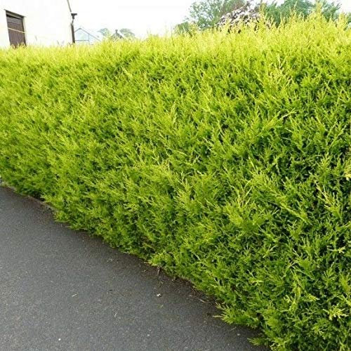 10 Gold Leylandii Hedging Plants Evergreen Conifer Fast Growing Shrubs 25-40cm Potted Sunnyside Nurseries