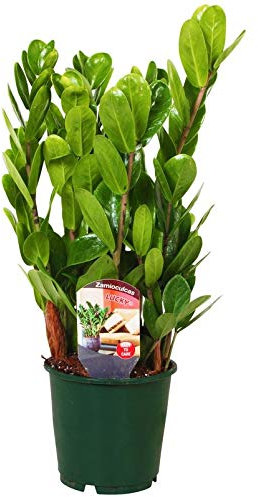 Pflanzen Kölle Planta de la Suerte compacta Zamioculcas zamiifolia 'Lucky'