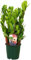 Pflanzen Kölle Planta de la Suerte compacta Zamioculcas zamiifolia 'Lucky'