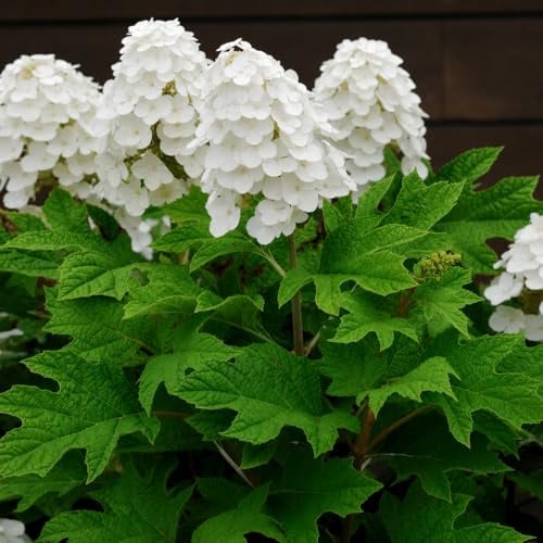 Ortensia bianca Hydrangea Quercifolia bianco - pianta vera in vaso ø19 cm - piante ornamentali da fiore - arbusto deciduo - Vivaio di Castelletto