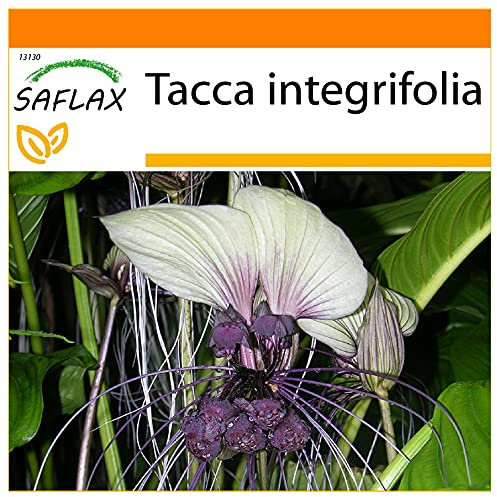 SAFLAX - Garden in the Bag - Weiße Fledermausblume - 10 Samen - Mit Anzuchtsubstrat im praktischen, selbst aufstellenden Beutel - Tacca integrifolia