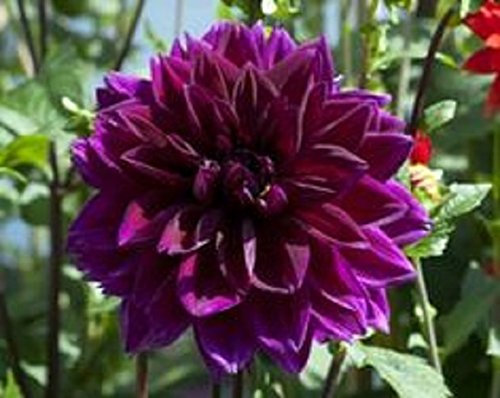 Seeds Semi 10+ Black Dahlia di fiori/Annual