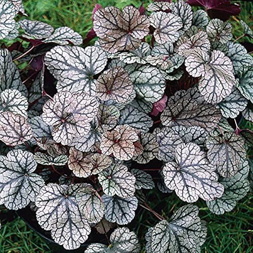 Purpurglöckchen Silver Scrolls - Heuchera - Für Beet, Kübel und Steingarten - winterhart und mehrjährig - 1 Pflanze im 9 cm Topf von Garten Schlüter - Pflanzen in Top-Qualität