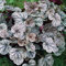 Purpurglöckchen Silver Scrolls - Heuchera - Für Beet, Kübel und Steingarten - winterhart und mehrjährig - 1 Pflanze im 9 cm Topf von Garten Schlüter - Pflanzen in Top-Qualität