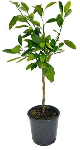 PIANTA albero LIMONE LUNARIO 4 STAGIONI VASO16CM MINI agrumi sicilia h80cm FOTO REALE AMDGarden
