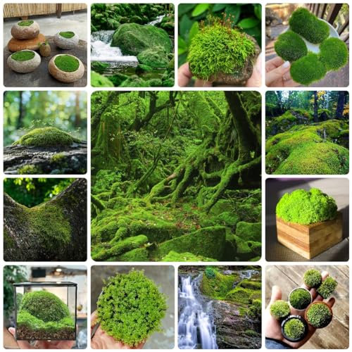 250 Pcs Moos Samen Winterhart, Torfmoos, Plattenmoos, Kleine Geschenke, Bodendecker Gartenkräuter Moos Samen Schatten - Bryophyta - Balkonpflanzen, Indoor Kräutergarten Winterharte