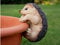 Homes on Trend Plant Pot Hanger Decoration Hedgehog Animal Garden Gift - Brown