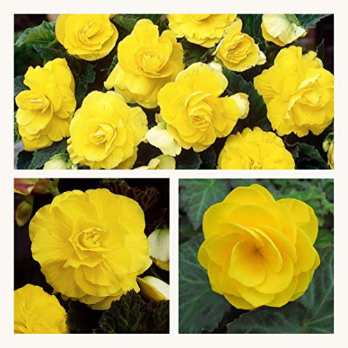 Double Begonia Yellow Corms. Stunning Double Blooms Extra Large Corms Size 7/8 (10)
