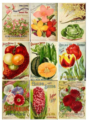 Flowers Roses Ephemera: Vintage Garden Wildflowers, decoupage paper, 28 Sheets, 126 Vintage Wild Flower Illustration for Cut out and Collage, Junk Journaling, Scrapbooking and Craft