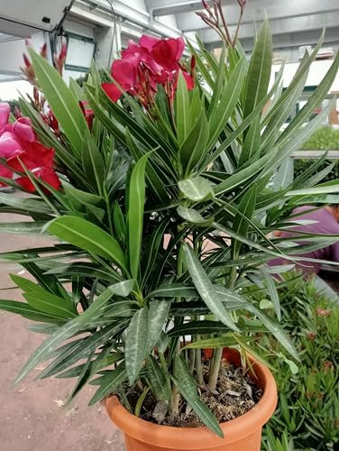 Pianta Oleandro, Nerium Oleander, Piante a cespuglio, Piante da siepe per esterno diametro vaso 18 cm fiori colori casualii (Salmone)