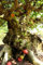 50+ Cluster Fig Tree Seeds - Ficus racemosa - Bonsai Goolar Gular USA - BKSeeds
