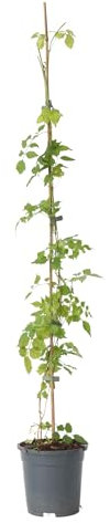 Plant in a Box - Campsis Radicans XL - Gartenpflanze - Kletterpflanze - Orange - ⌀17 cm - Höhe 110-120 cm
