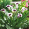 Calla Bulbi Bulbibulbi Di Calla Ama Un Ambiente Caldo,Resistente Al Freddo E Alla Siccità Enormi Bulbi Fioriscono Più Volte, Umido E Soleggiato. Grandi Fiori Bellissimi, 2bulbi