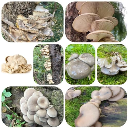 semi di ostrica - piante da giardino resistenti aiuola rialzata per balcone piantare verdure semi esotici piante resistenti in vaso per orto piante resistenti da balcone 550pcs