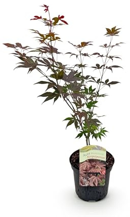 Terrassenpflanze - Japanischer Ahorn - Acer palmatum Atropurpureum - Lila - 2 Pflanzen - Laubabwerfend - 60-70cm - Ø25cm - Gartenpflanze