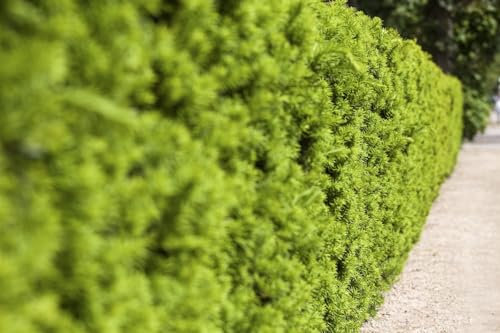 Taxus media 'Hicksii' 150-175 cm - Bechereibe, immergrün, ideal als Hecke, pflegeleicht, winterhart, schnittverträglich