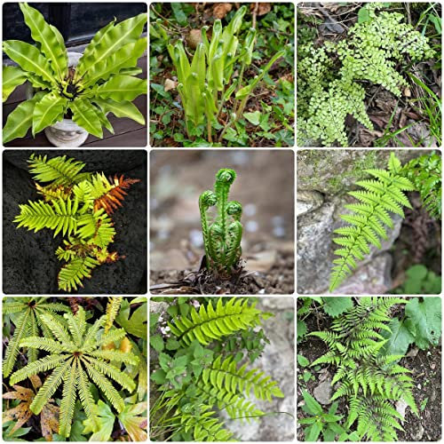 Samen Farn Garten Winterhart - Pteridium Aquilinum - Geschenke Für Gartenliebhaber Balkonpflanzen Winterhart Mehrjährig Winterharte Pflanzen Für Garten Pflanzen Anzucht Balkon Hochbeet 50 Stück