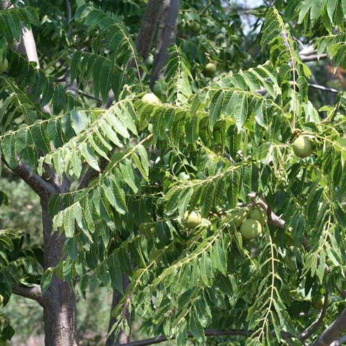 Vivai le Georgiche - Pianta vera di Noce nero Juglans nigra Noce americano - altezza alla vendita 60-80 cm