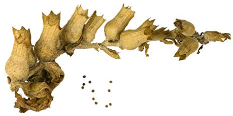 Echtes Schwarzes Bilsenkraut (Hyoscyamus niger) 50 Samen