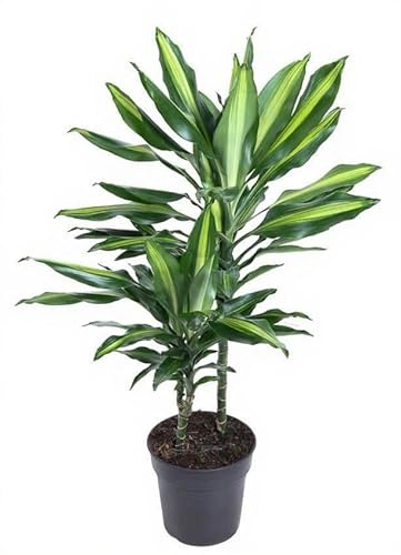 Dracaena Cintho Drachenbaum Zimmerpflanze gelb grün panaschierte Blätter 80 cm