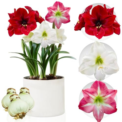 Amaryllis Zwiebel Kollektion - 3 Blumenzwiebel in Großformat 26/28 - Exklusive Blumenzwiebeln Amarillis - Echte Pflanzen aus Holland - Hippeastrum Zwiebeln (keine Samen, Wachs und nicht künstlich)
