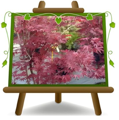 EURO PLANTS VIVAI Érable du Japon FG1 Arbuste – Plante ornementale en pot de 26 cm – Hauteur 100-130 cm