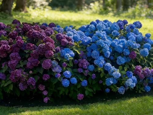 Hortensie Winterhart | Blüht den ganzen Sommer | Gartenpflanze Stark blühend | Hortensien Strauch | Für draußen-4zwiebeln-d