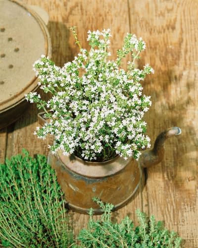 Thymus vulgaris 'Pinewood' 9x9 cm Topf – Winterhart, Mehrjährig, Pflegeleicht – Echter Thymian – Gewürzpflanze für Küche & Kräutergarten