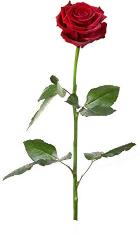 Casa Vivente Konservierte echte Rose, Mit Stiel und Blättern, Farbe rot, Lange haltbar, Schnittblumen, Hochzeitsdeko, Länge ca. 27,5 cm