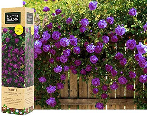 1 Purple Fragrant Climbing Bush Rose Bare Rooted Grden Plant Shrub