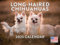 Langhaariger Chihuahua 2025 Kalender Hund | Hergestellt in den USA