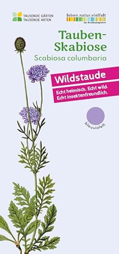 Tauben-Skabiose | Scabiosa columbaria in BIO-Qualität (torffrei), für sonnige Standorte, Nektarpflanze für Schmetterlinge, im 0,69L Topf, heimische Wildpflanze, liebevolle Handarbeit (10er Set)