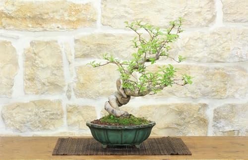 Bonsai di Melo da fiore (4)