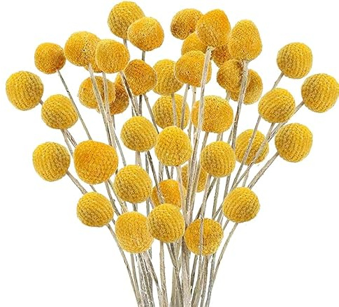 Minnhua 30pcs Trockenblumen Craspedia Getrocknete Blumen Deko Echte Blumen Natürliche Trockenblumen Gelb Kunstblumen für Hochzeit Party Tischdeko Fotografie Requisiten Dekoration 43cm